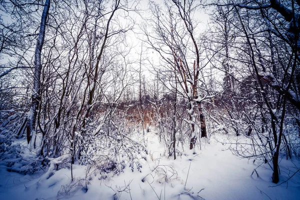 Foresta Invernale Con Alberi Caduti — Foto Stock