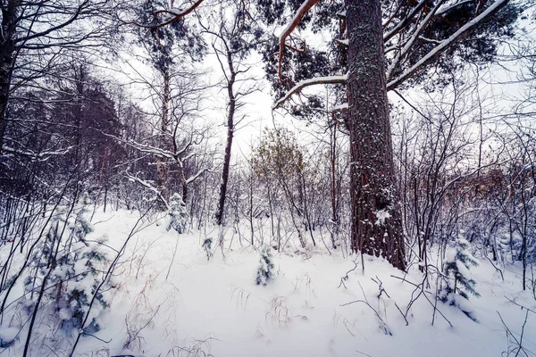 Foresta Invernale Con Alberi Caduti — Foto Stock