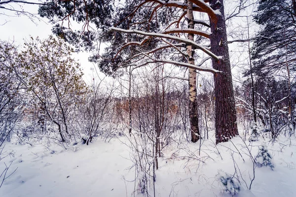Foresta Invernale Con Alberi Caduti — Foto Stock