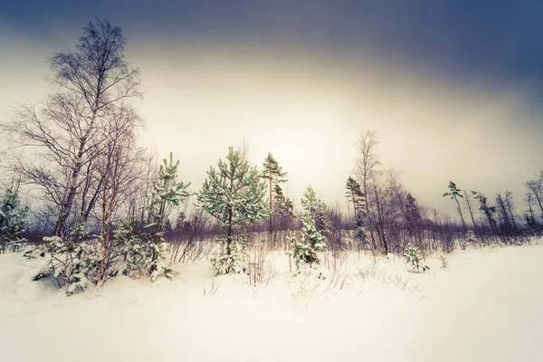 Sonnenaufgang Vor Dem Hintergrund Eines Gefrorenen Sees Wald — Stockfoto