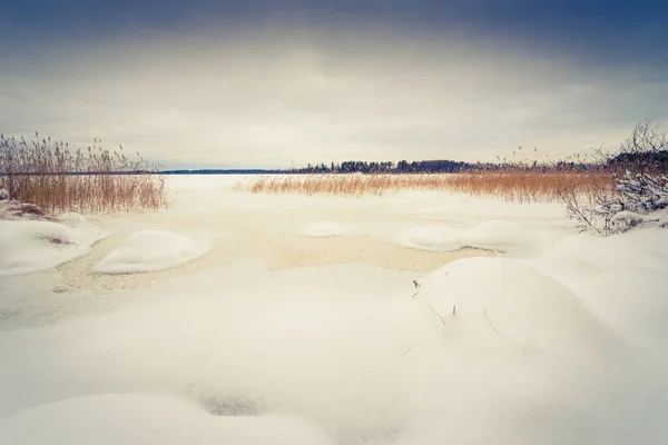 Foresta Invernale Con Alberi Caduti — Foto Stock