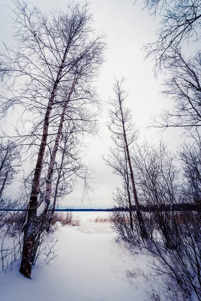 Zimní Les Spadlými Stromy — Stock fotografie