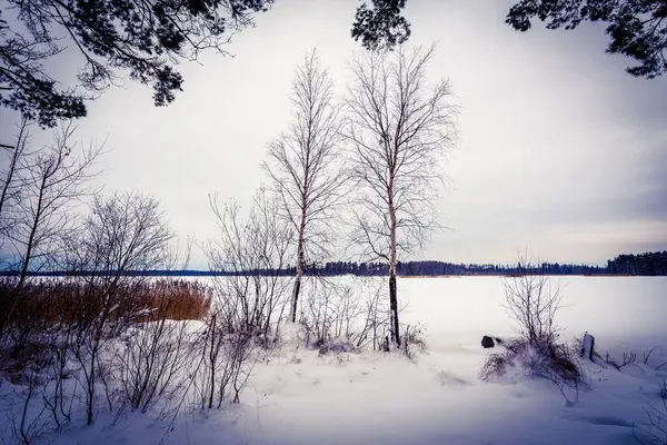 Zmrzlé Jezero Mezi Zimními Lesy — Stock fotografie