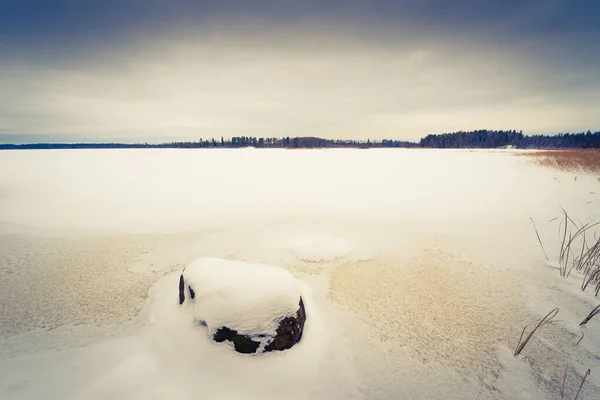 Winter Forest Fallen Trees — Stock Photo, Image