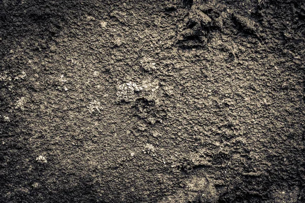 Moss Dirt Old Concrete Wall Close View — Stock Photo, Image