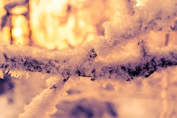 太陽の下で雪の下で木の枝 クローズアップビュー — ストック写真