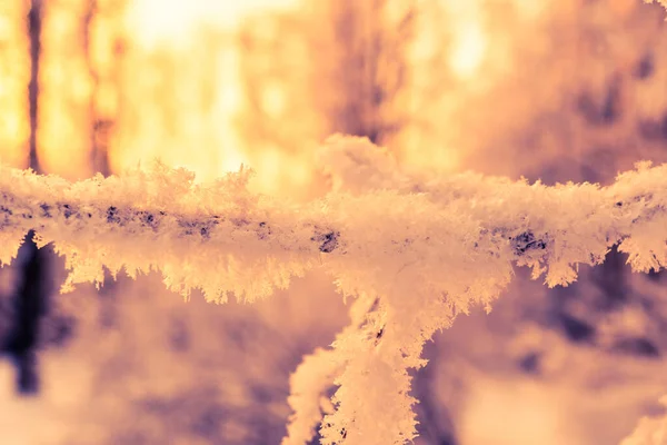 太陽の下で雪の下で木の枝 クローズアップビュー — ストック写真