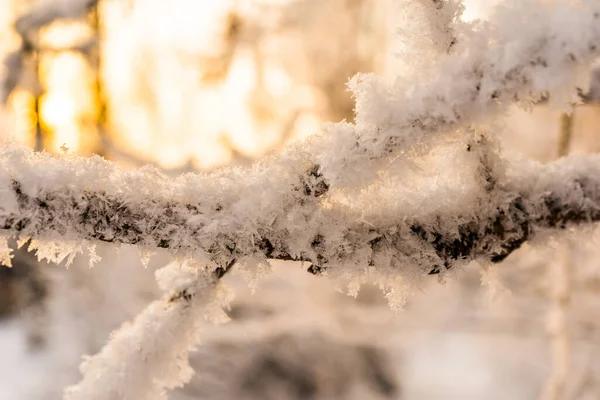 Ramos Árvores Sob Neve Luz Sol Vista Perto — Fotografia de Stock