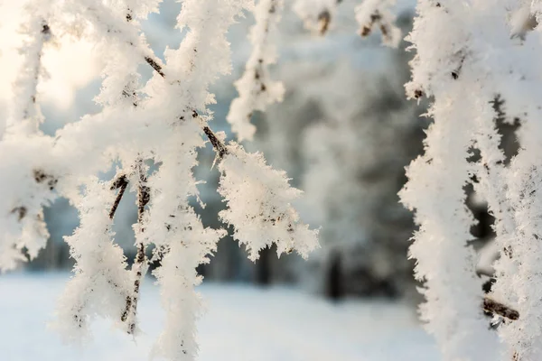 太陽の下で雪の下で木の枝 クローズアップビュー — ストック写真