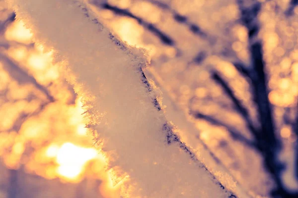 太陽の下で雪の下で木の枝 クローズアップビュー — ストック写真