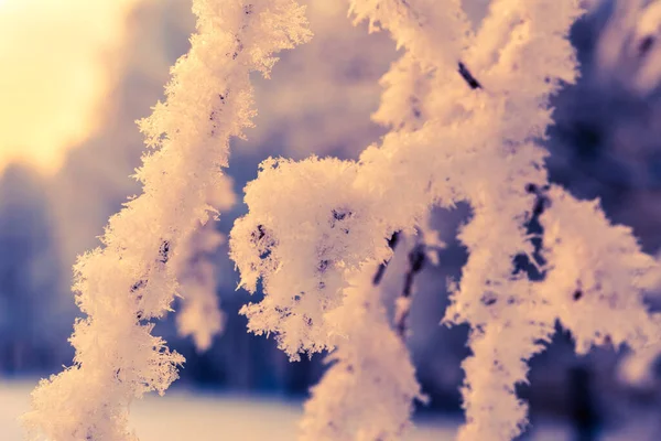 太陽の下で雪の下で木の枝 クローズアップビュー — ストック写真