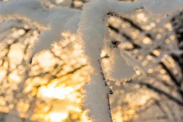 Stromové Větve Pod Sněhem Slunečním Světle Pohled Zblízka — Stock fotografie