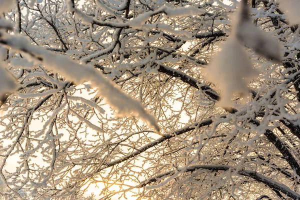 太陽の下で雪の中の木 クローズアップビュー — ストック写真