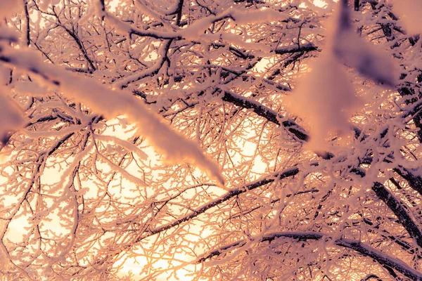 太陽の下で雪の中の木 クローズアップビュー — ストック写真