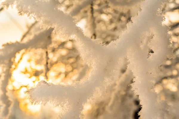 太陽の下で雪の下で木の枝 クローズアップビュー — ストック写真