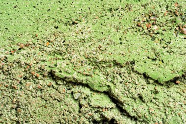 Yeşil renge boyanmış beton duvar. Görüntüyü kapat