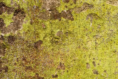 Eski ve yıpranmış bir duvar ve eski bir boya. Görüntüyü kapat