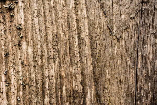 Old and rotten wooden wall. View close up