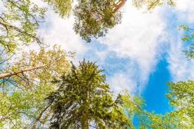 Bahar ormanlarındaki ağaçların çeşitli taçları mavi gökyüzüne karşı