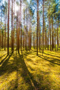 Çam ormanındaki ağaçların arasından güneş parlıyor. 