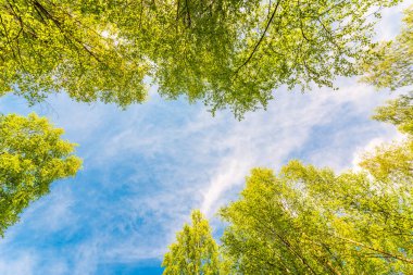 Bir huş ağacında bahar, havada uçan böcekler.