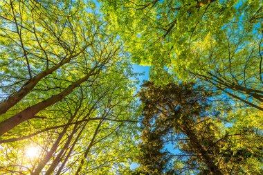 Yaprak döken ormanda bahar. Ağaçların tepesine bak. 