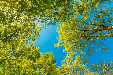 Yaprak döken ormanda bahar. Ağaçların tepesine bak. 