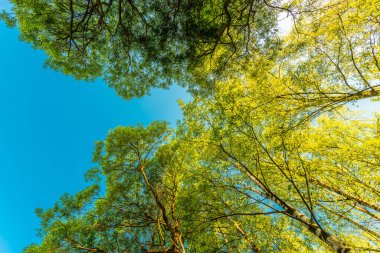 Yaprak döken ormanda bahar. Ağaçların tepesine bak. 