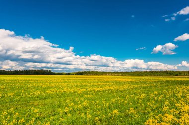Bulutlu bir bahar gününde, sarı çiçeklerle kaplı çayır. 