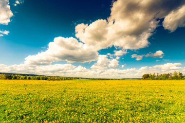 Bulutlu bir bahar gününde, karahindiba kaplı ormandaki çayır.