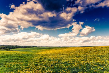 Bulutlu bir bahar gününde, karahindiba kaplı ormandaki çayır.