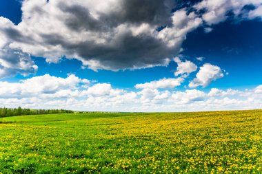Bulutlu bir bahar gününde, karahindiba kaplı ormandaki çayır.