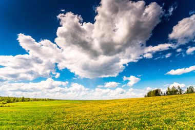 Bulutlu bir bahar gününde, karahindiba kaplı ormandaki çayır.