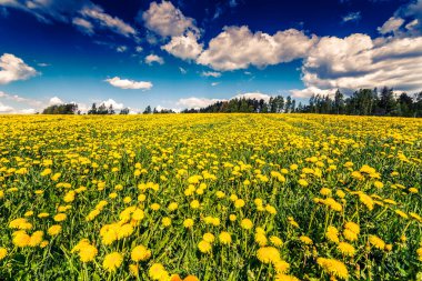 blooming field of dandelions under blue cloudy sky