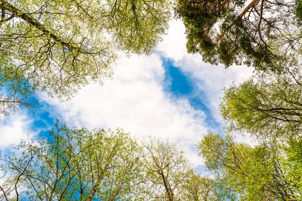 Variety Crowns Trees Spring Forest Blue Sky — Stock Photo, Image