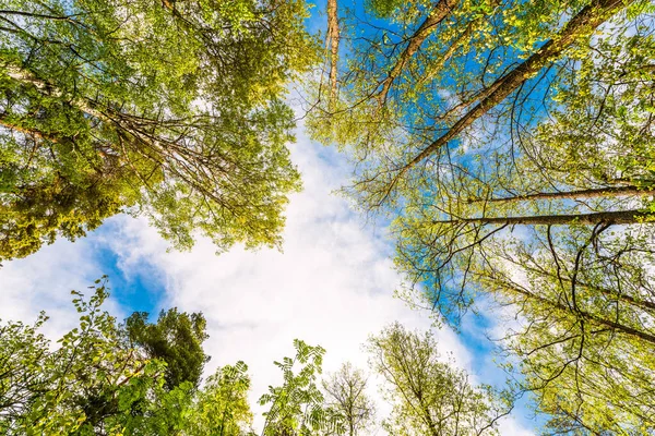 Variedades Coroas Das Árvores Floresta Primavera Contra Céu Azul — Fotografia de Stock