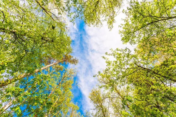Olika Kronor Träden Vårskogen Mot Den Blå Himlen — Stockfoto