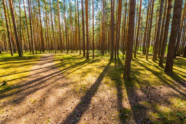 阳光穿过春天森林里的松树 — 图库照片