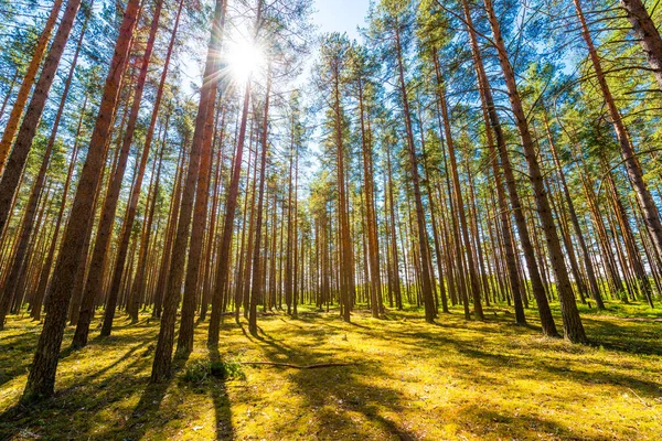 Zon Schijnt Door Bomen Het Dennenbos — Stockfoto