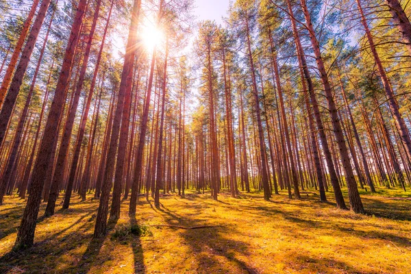 Zon Schijnt Door Bomen Het Dennenbos — Stockfoto