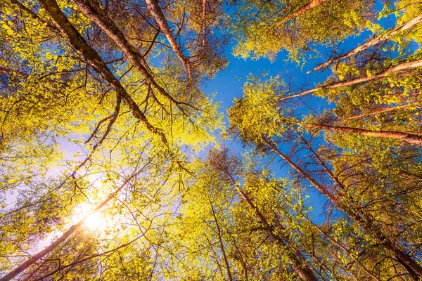 Odrůda Koruny Stromů Jarním Lese Proti Modré Obloze — Stock fotografie