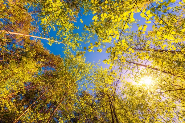 Olika Kronor Träden Vårskogen Mot Den Blå Himlen — Stockfoto