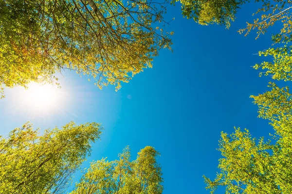 Lente Een Berkenbos Vliegende Insecten Lucht — Stockfoto