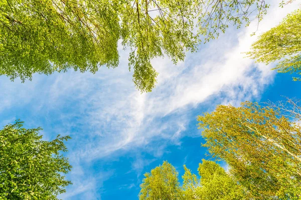 Spring Birch Grove Insects Flying Air — Stock Photo, Image