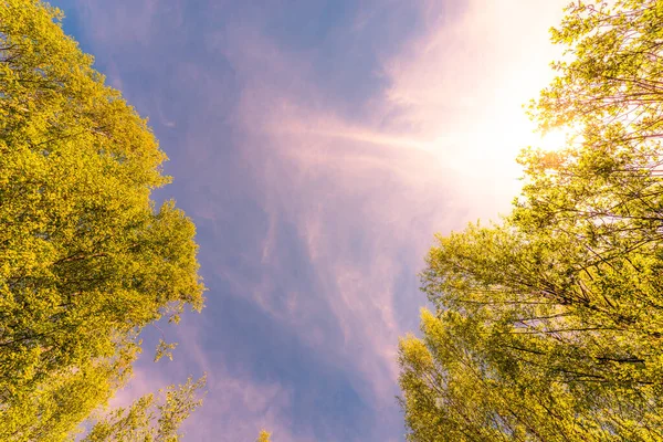 Spring Birch Grove Insects Flying Air — Stock Photo, Image