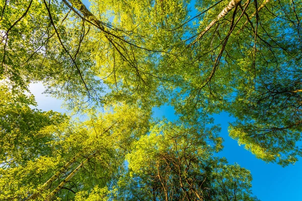 Våren Lövskogen Utsikt Över Trädtopparna — Stockfoto