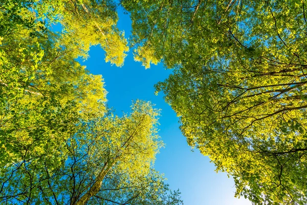 Frühling Laubwald Blick Auf Die Wipfel Der Bäume — Stockfoto