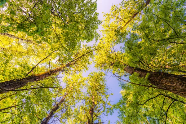 Jaro Opadavém Lese Pohled Vrcholky Stromů — Stock fotografie