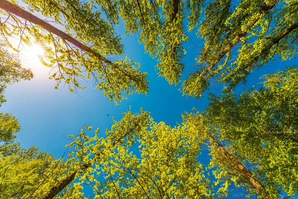 Spring Deciduous Forest View Tops Trees — Stock Photo, Image