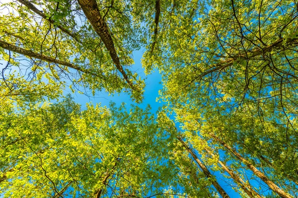 Wiosna Lesie Liściastym Widok Wierzchołki Drzew — Zdjęcie stockowe